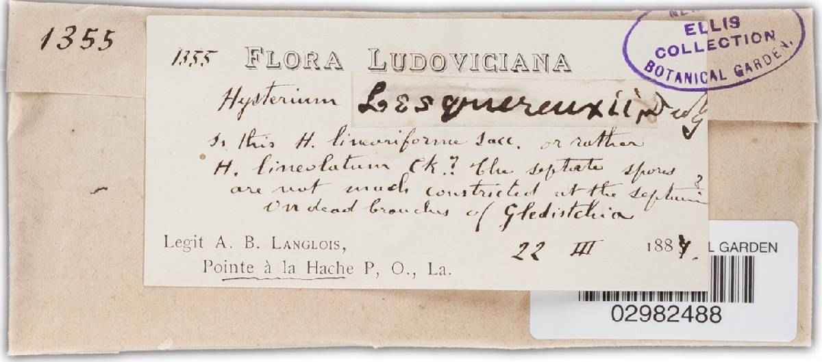 Hysterium lesquereuxii image