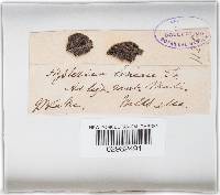 Hysterium lineare image