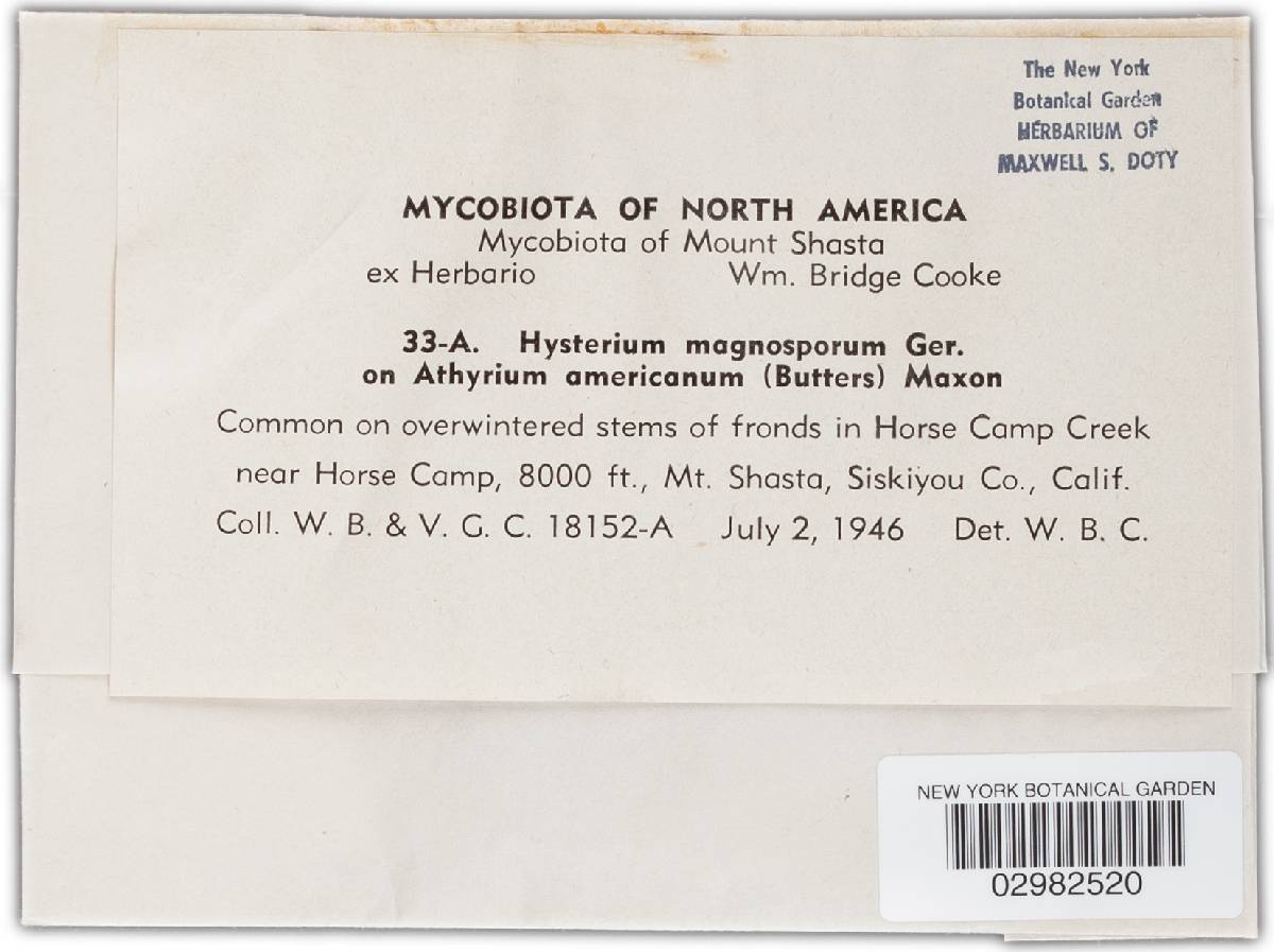 Hysterium magnosporum image