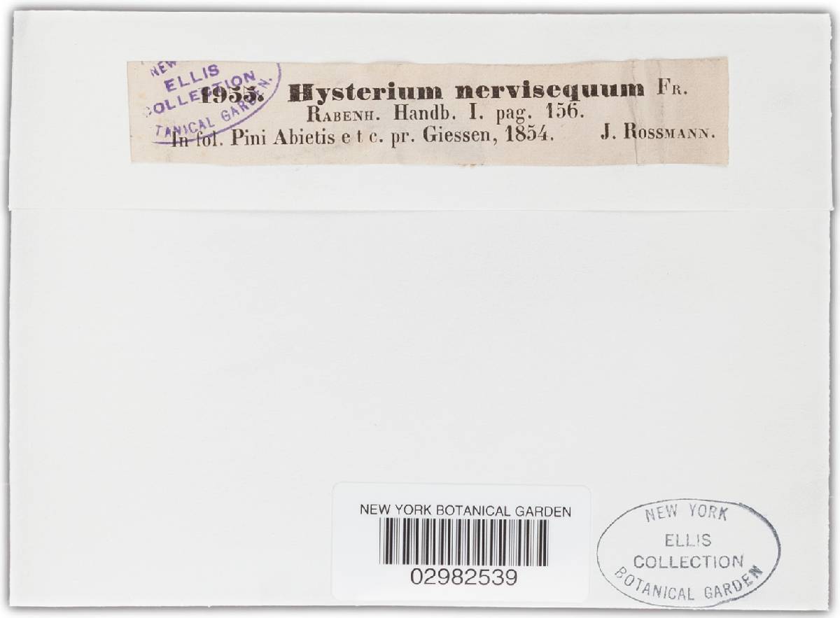 Hysterium nervisequum image