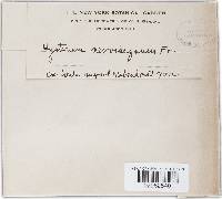 Hysterium nervisequum image