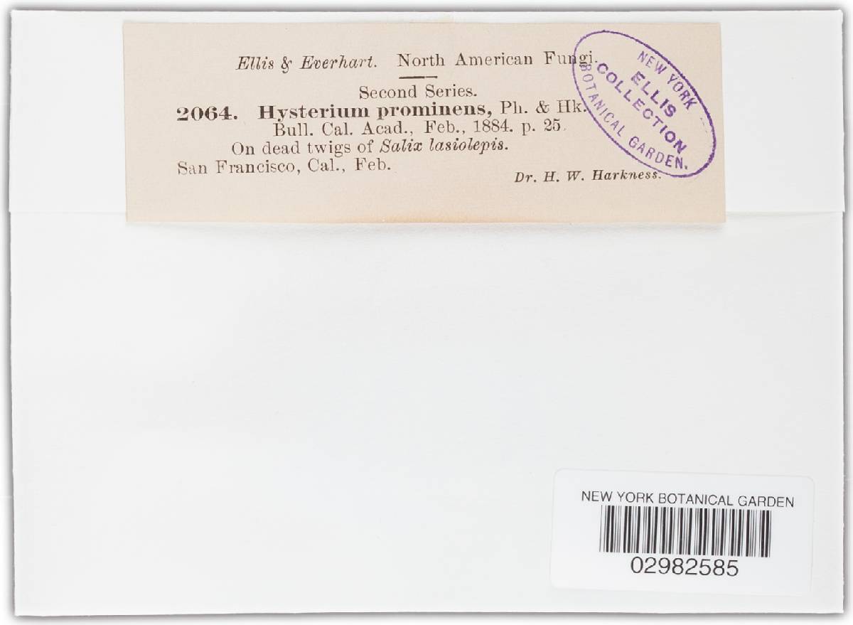 Hysterium prominens image