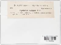 Hysterium pulicare image
