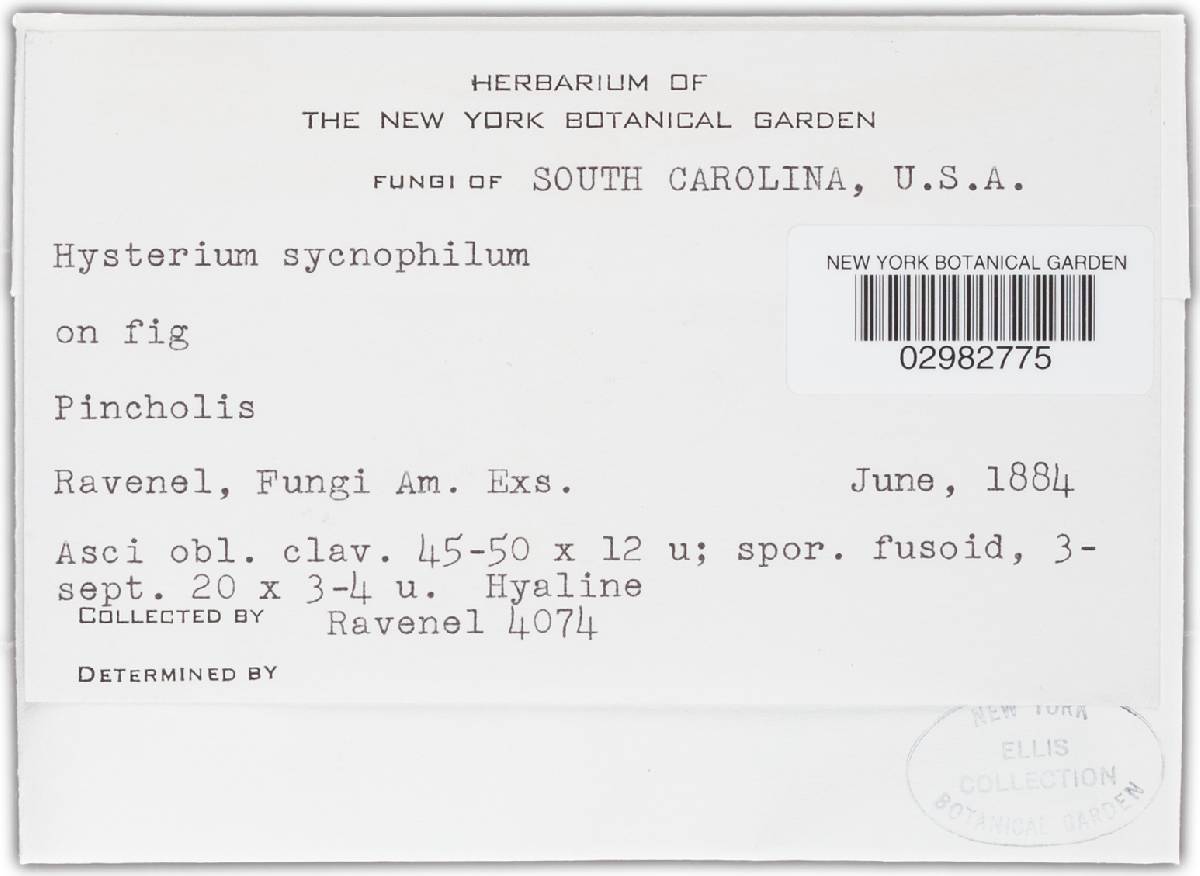 Hysterium syconophilum image