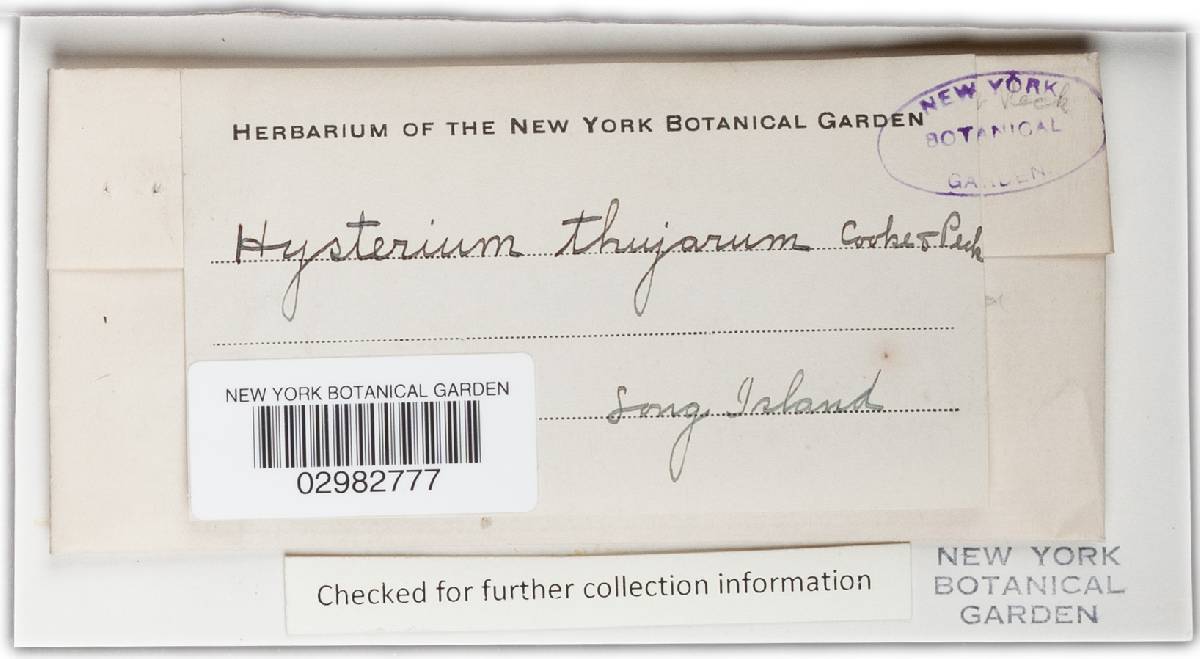 Hysterium thujarum image