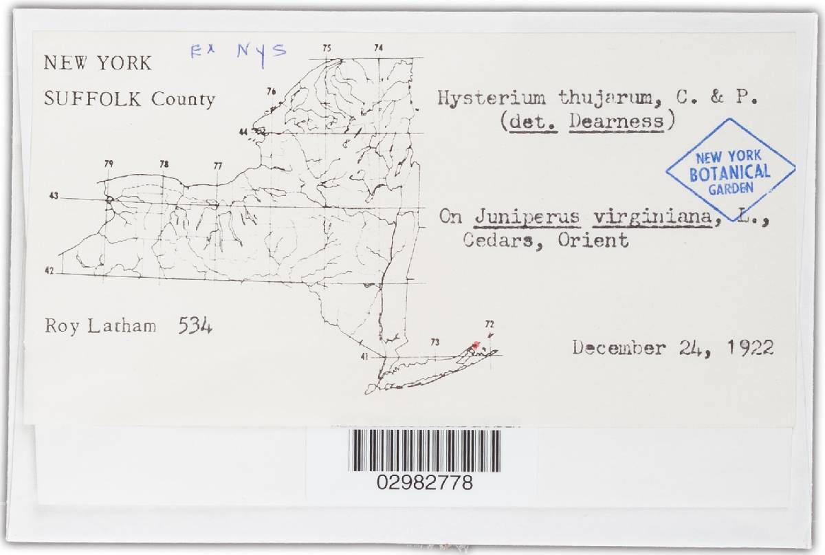Hysterium thujarum image