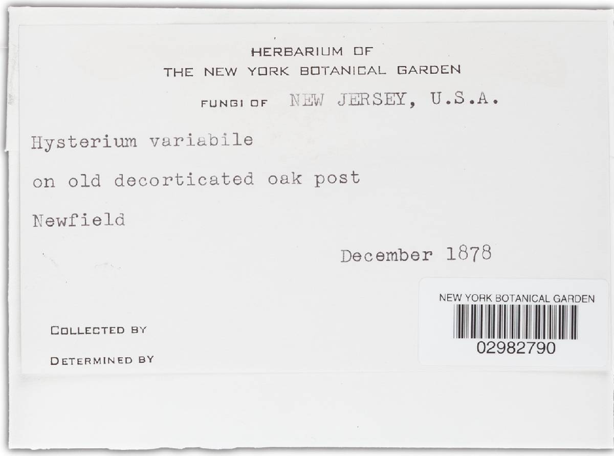 Hysterium variabile image