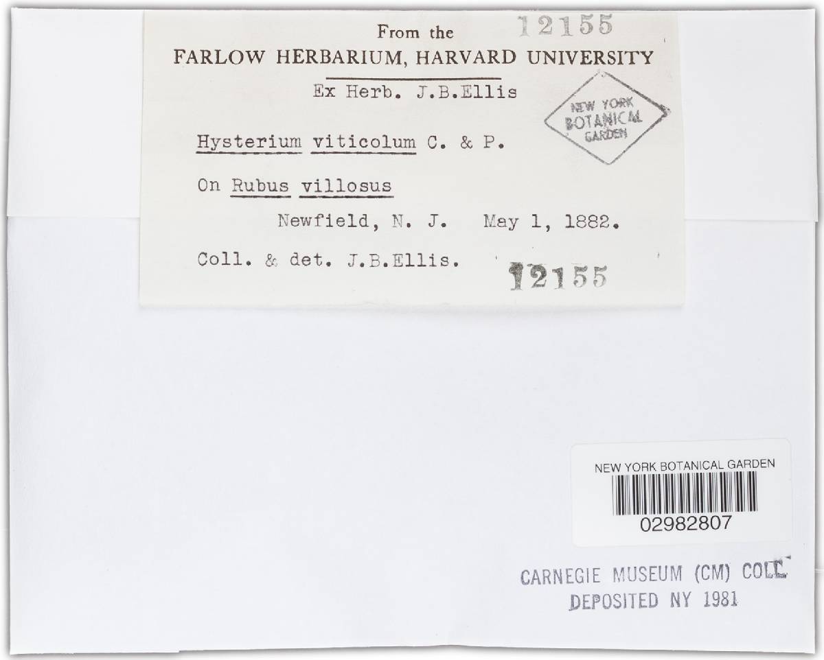 Hysterium viticola image