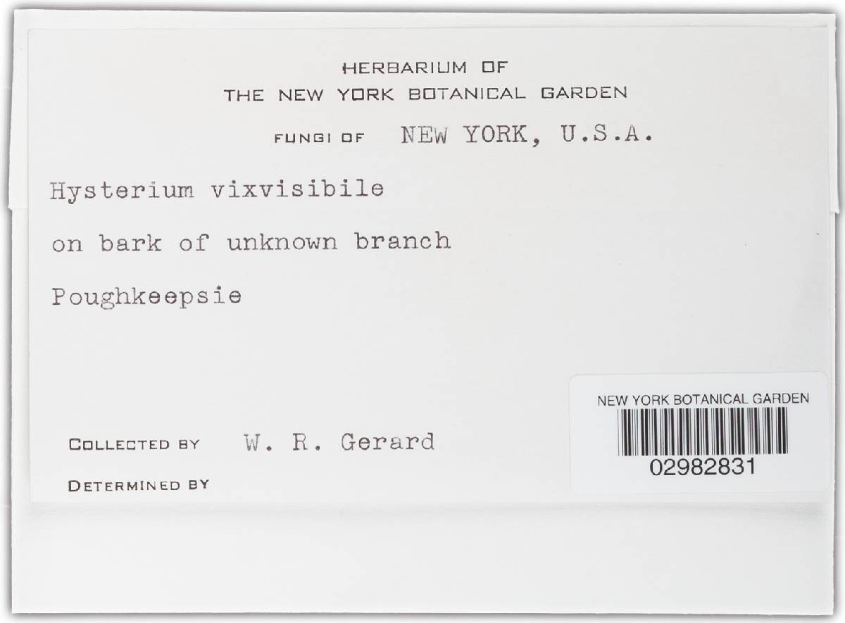 Hysterium vixvisibile image