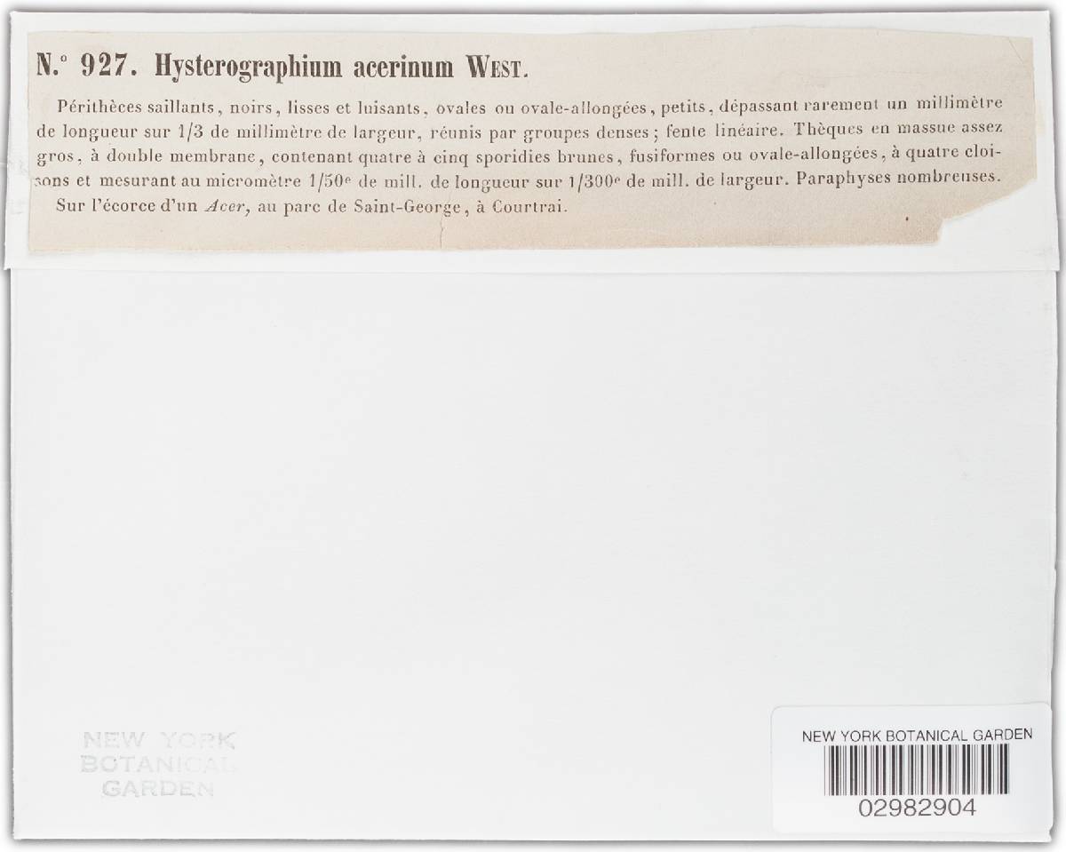 Hysterographium acerinum image