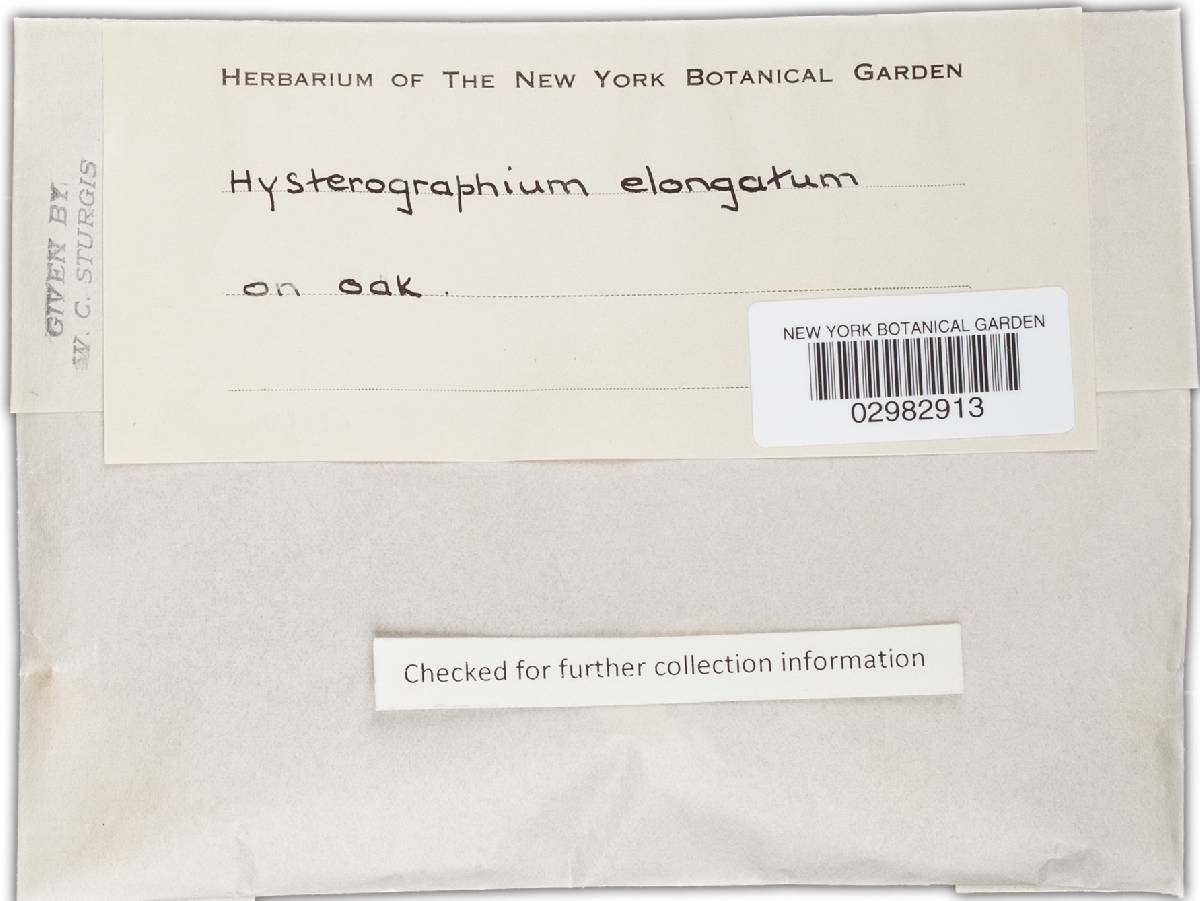 Hysterographium elongatum image