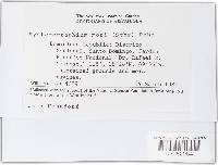 Hysterographium mori image
