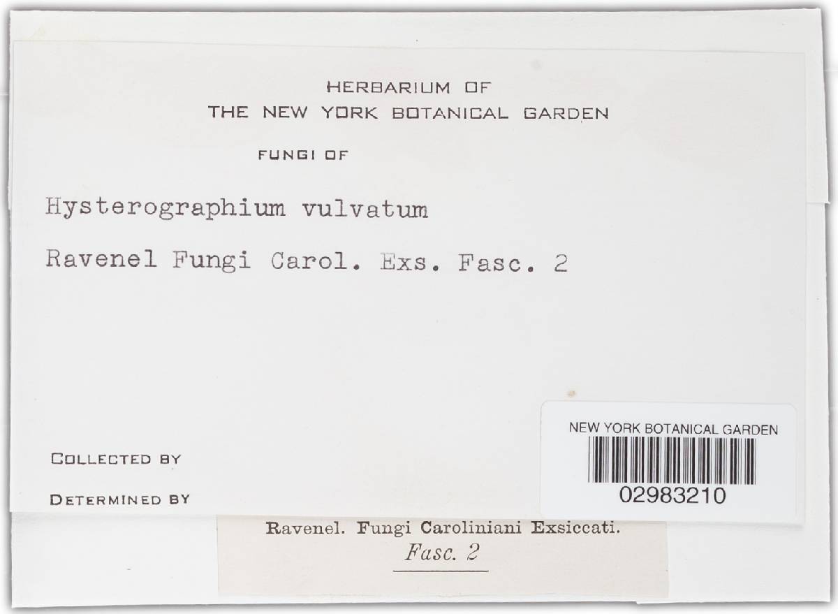 Hysterographium vulvatum image
