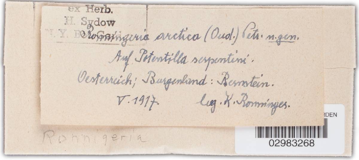 Ronnigeria arctica image