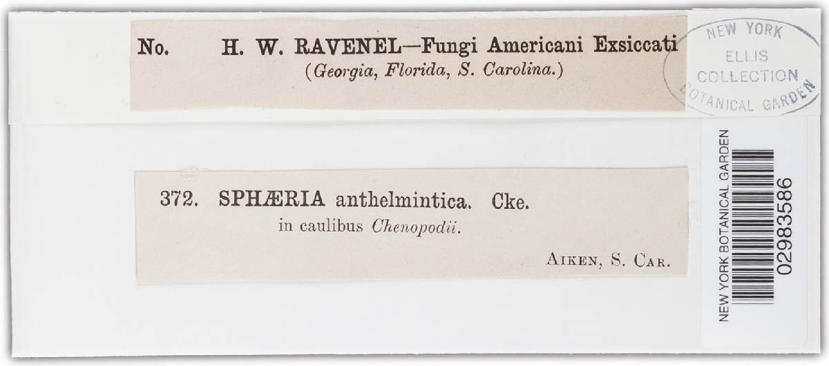 Leptosphaeria anthelmintica image