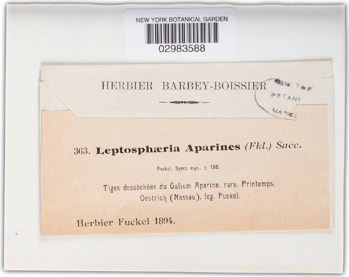 Leptosphaeria aparines image