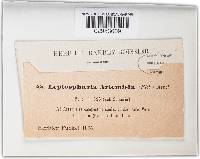 Leptosphaeria artemisiae image