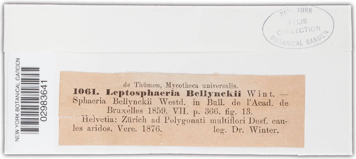 Leptosphaeria bellynckii image