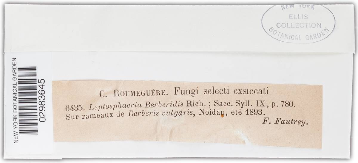 Leptosphaeria berberidis image