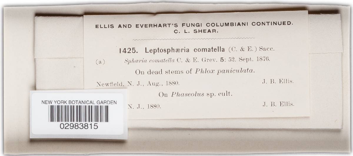 Leptosphaeria comatella image