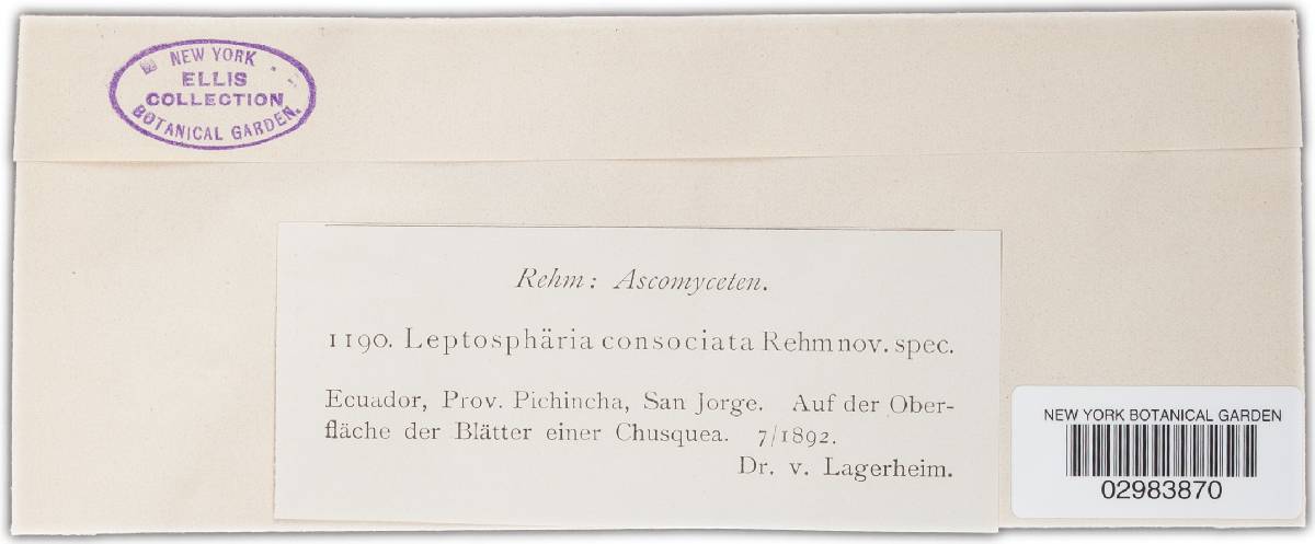 Leptosphaeria consociata image