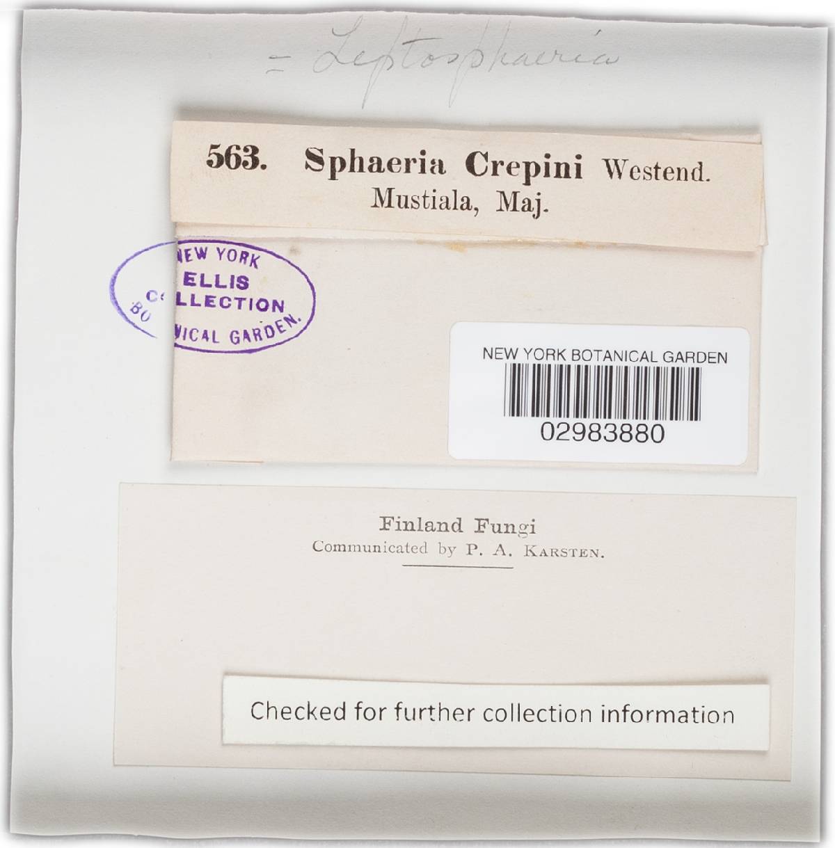 Leptosphaeria crepini image