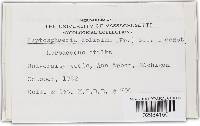Leptosphaeria doliolum image