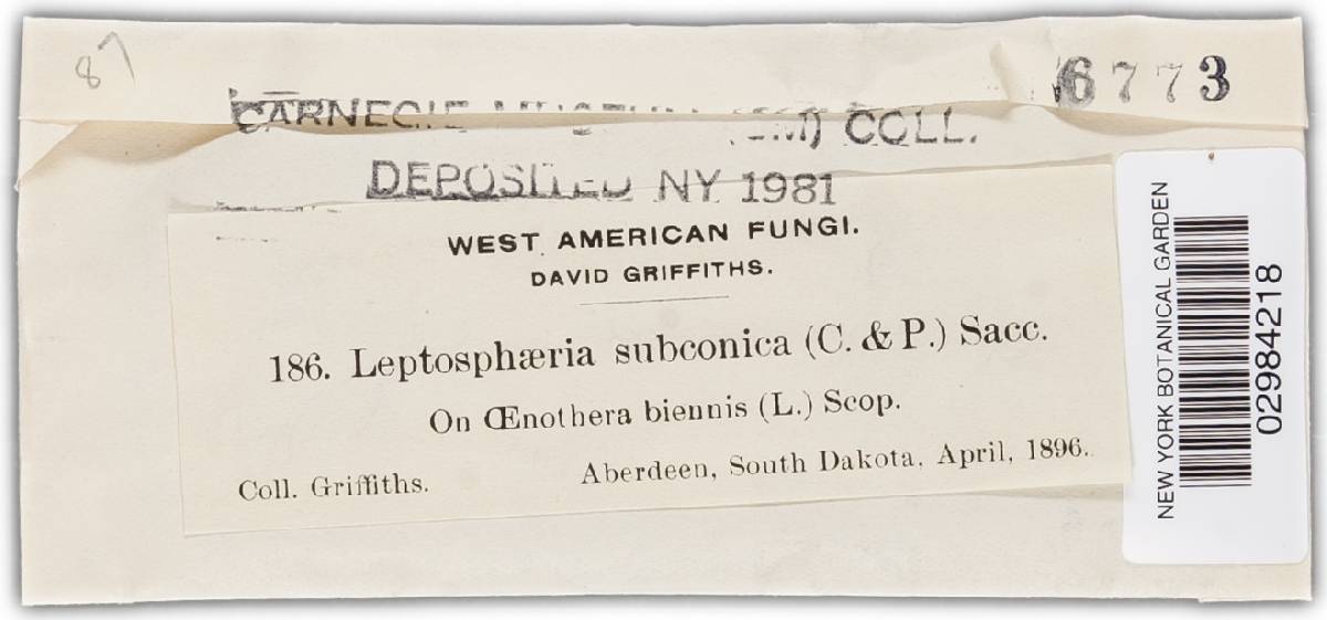 Leptosphaeria ellisiana image