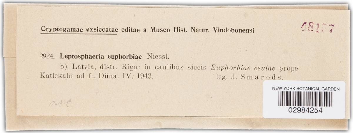 Leptosphaeria euphorbiae image
