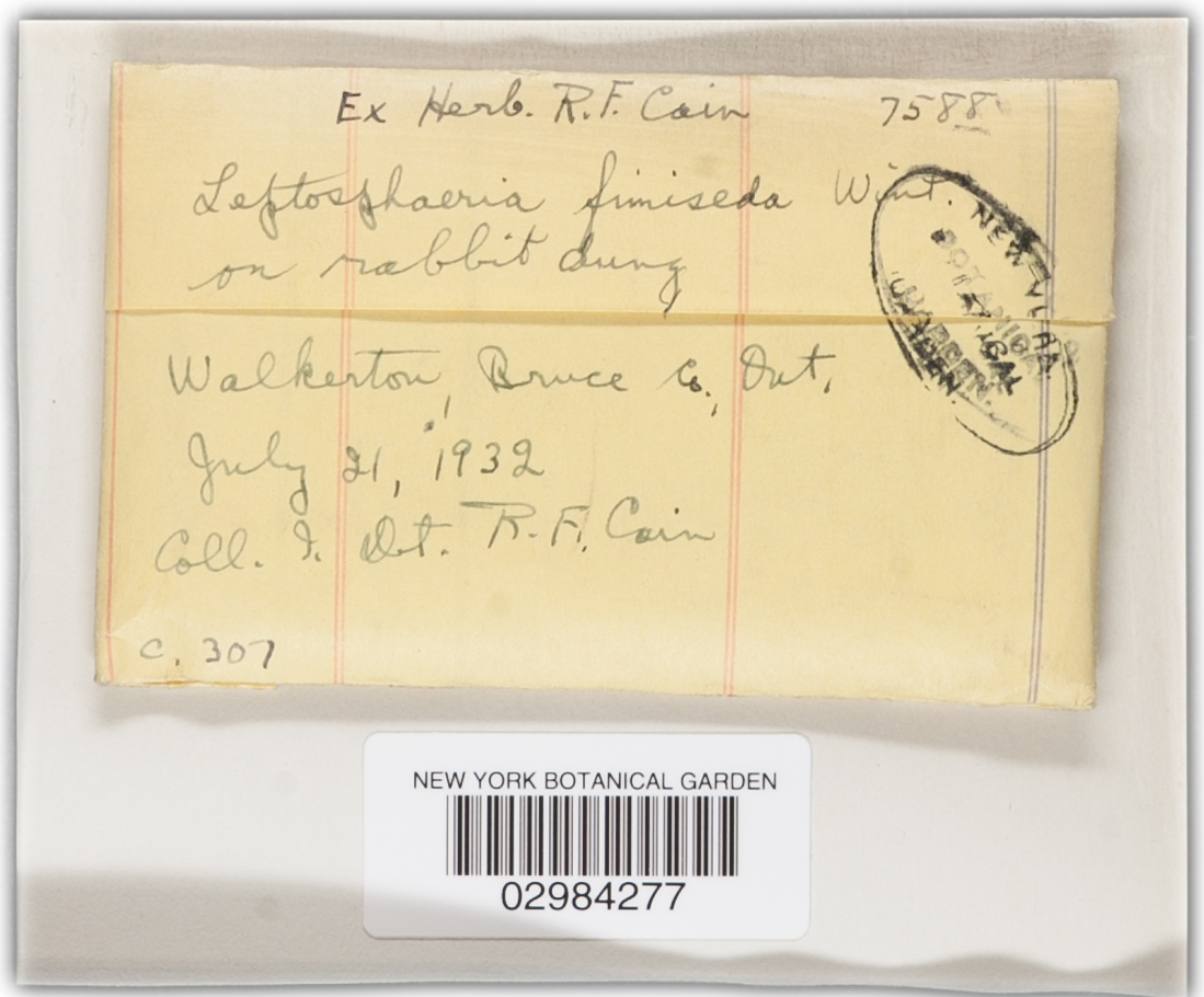 Leptosphaeria fimiseda image