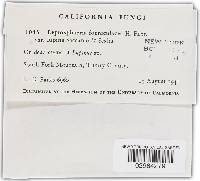 Leptosphaeria foeniculacea var. lupina image