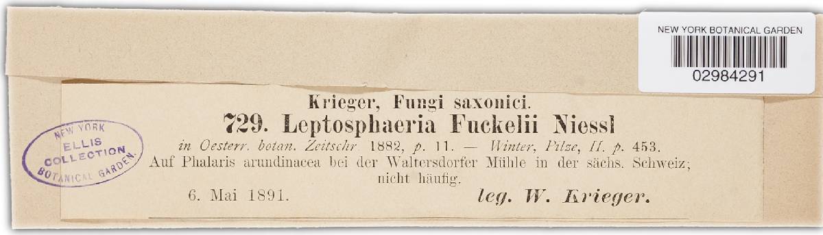Leptosphaeria fuckelii image