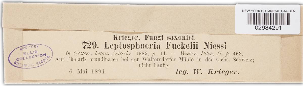 Leptosphaeria fuckelii image