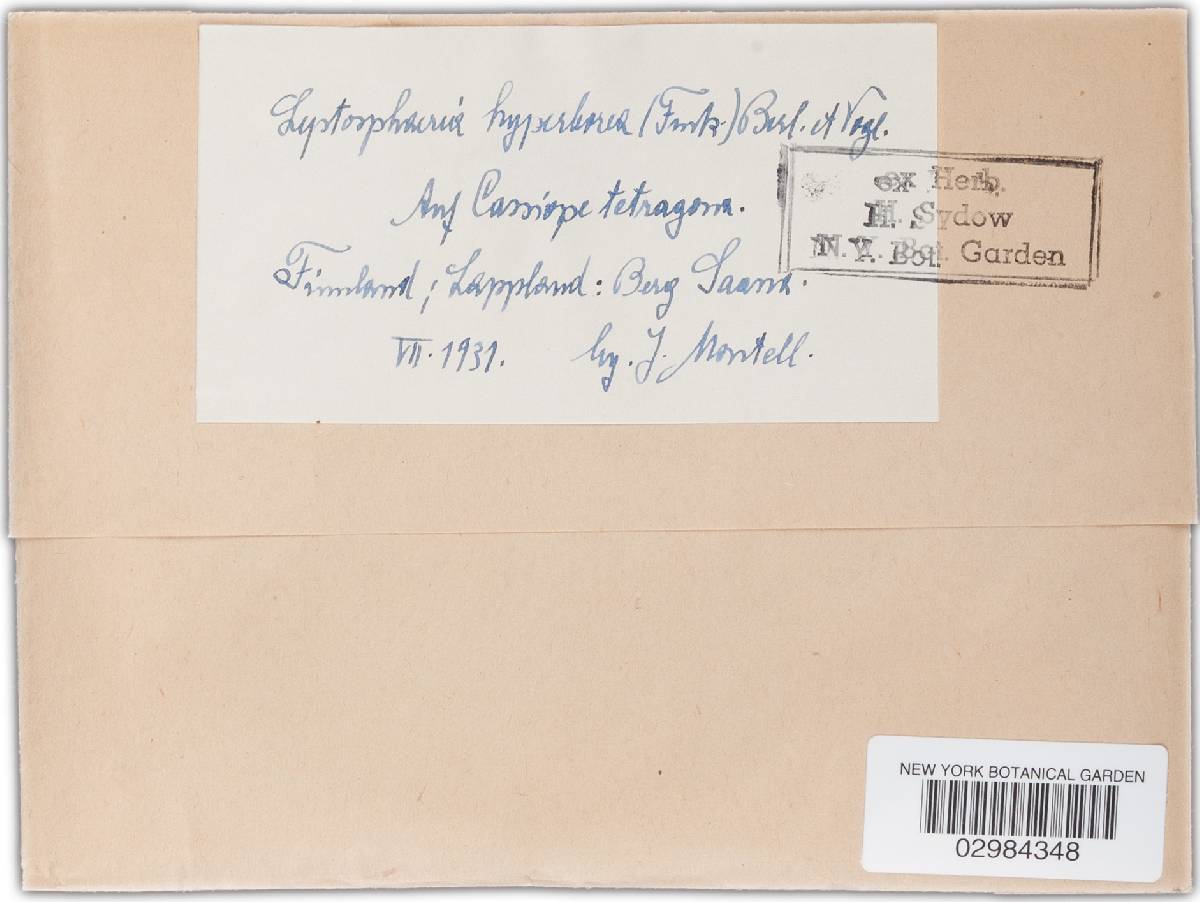 Leptosphaeria hyperborea image