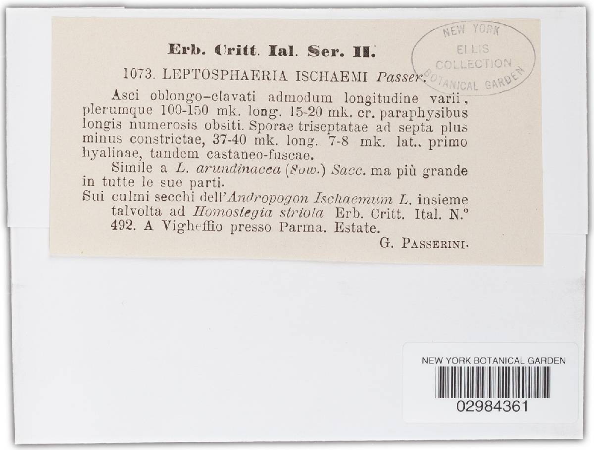 Leptosphaeria ischaemi image