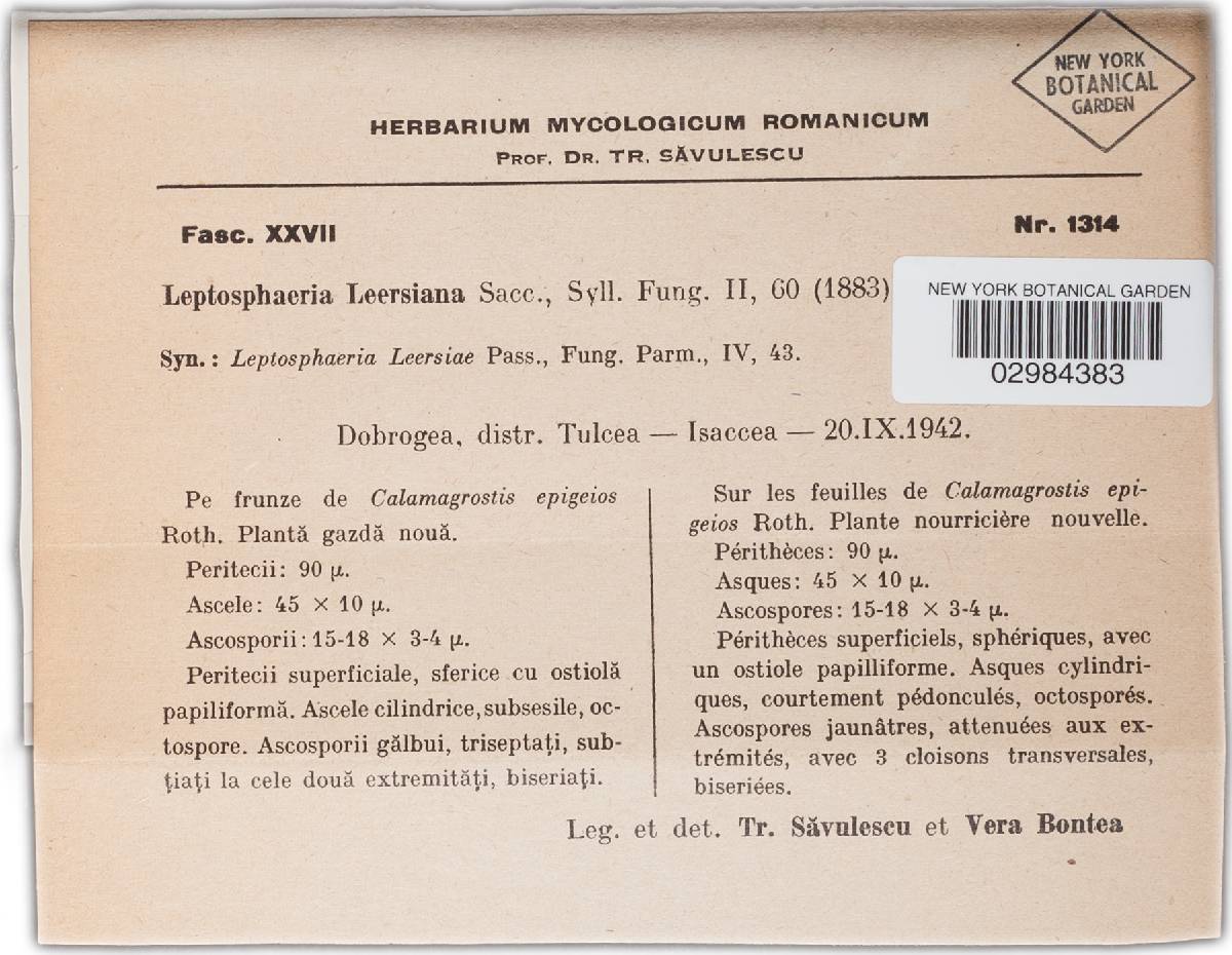 Leptosphaeria leersiana image