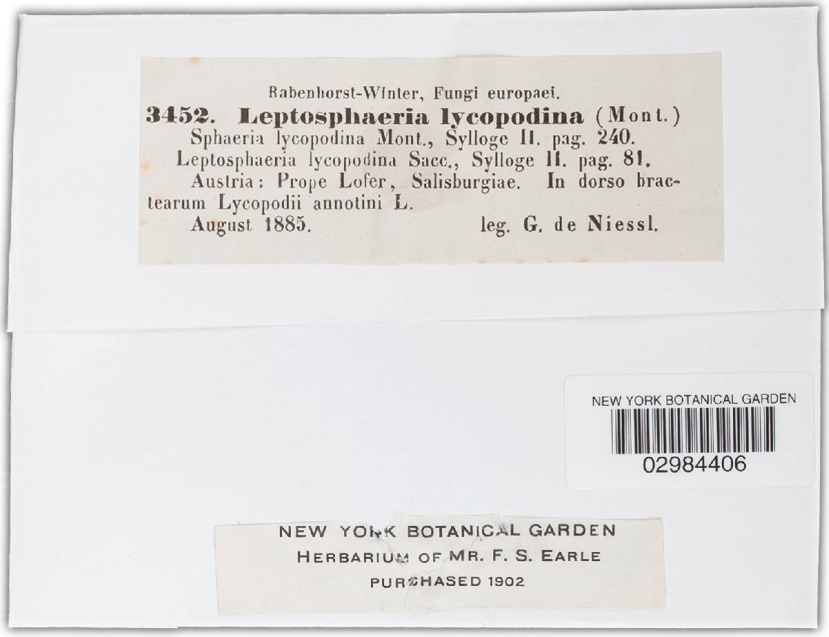 Leptosphaeria lycopodina image