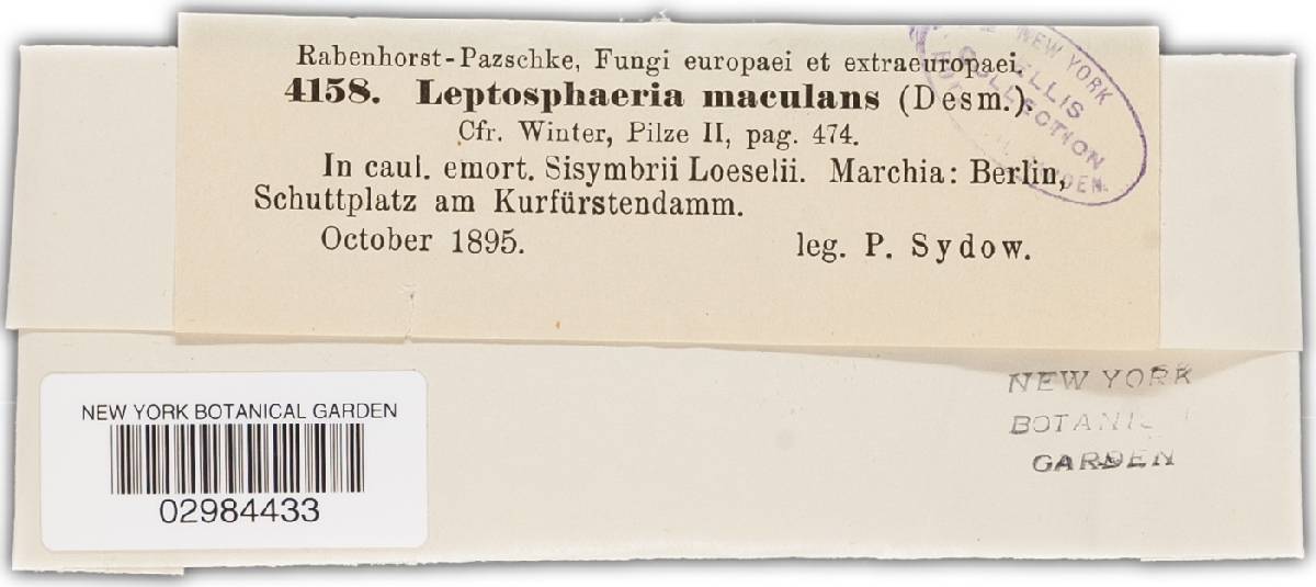 Leptosphaeria maculans image