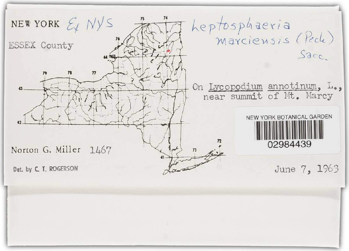 Leptosphaeria marciensis image