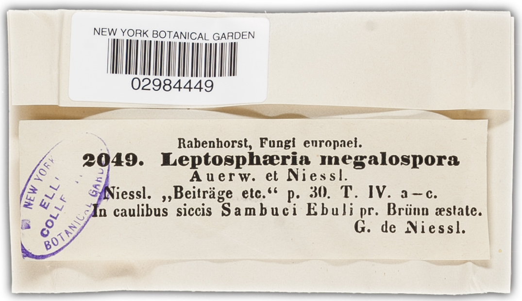 Leptosphaeria megalospora image
