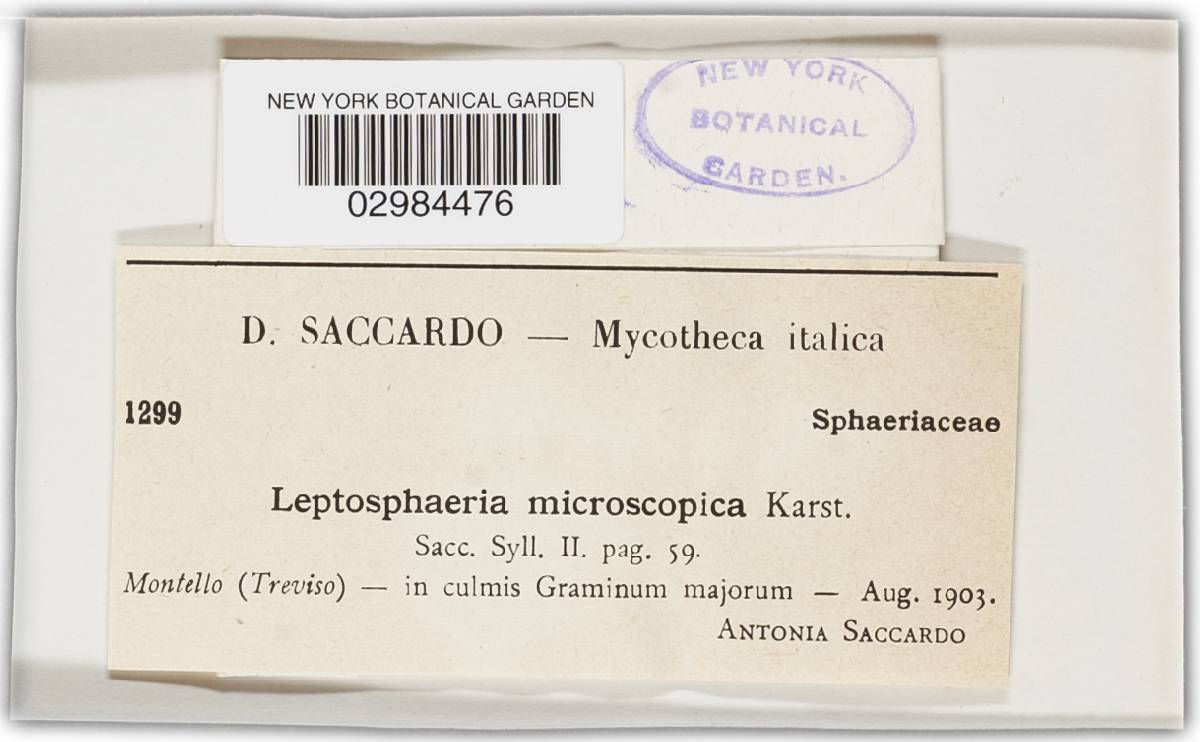 Leptosphaeria microscopica image