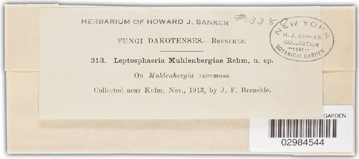 Phyllachora muhlenbergiae image
