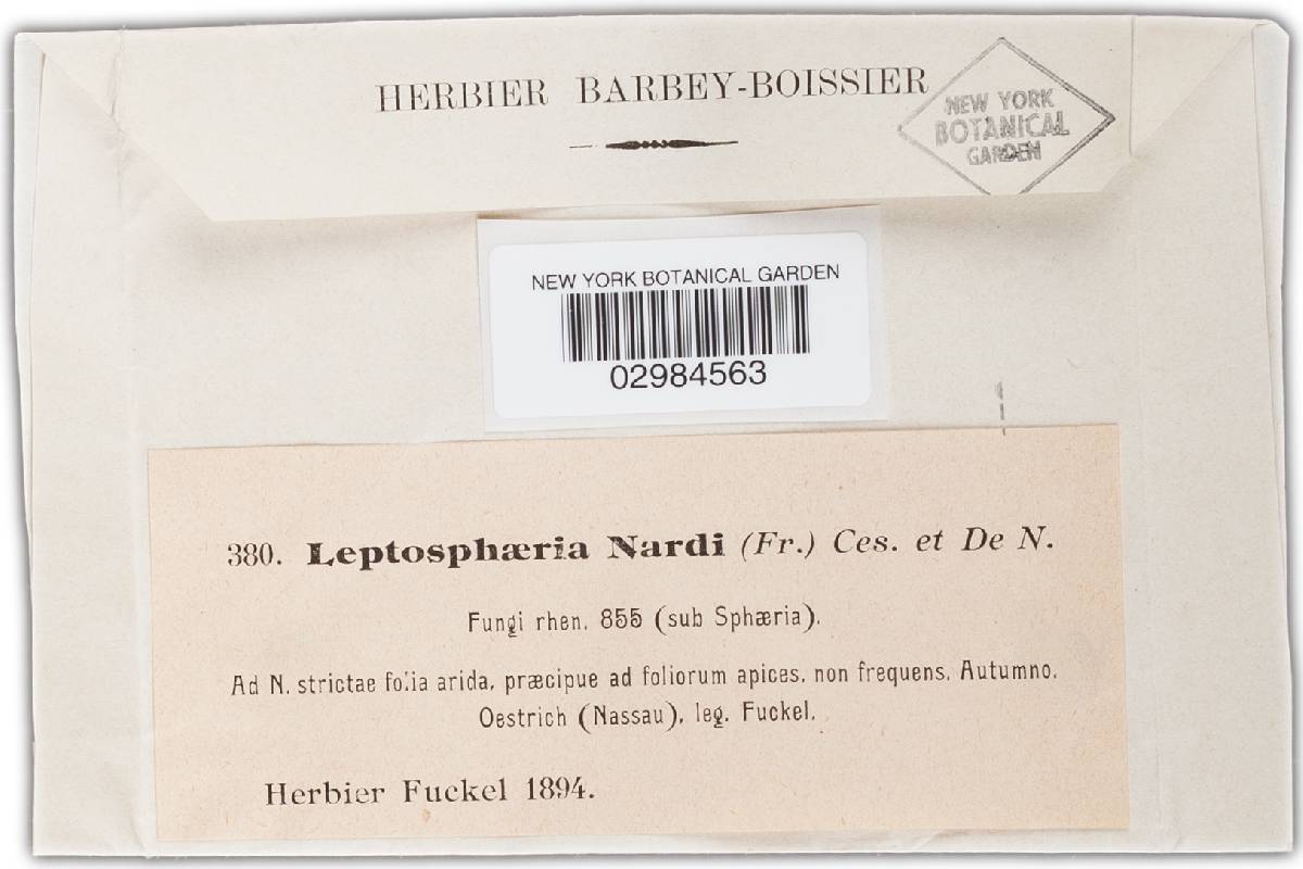 Leptosphaeria nardi image