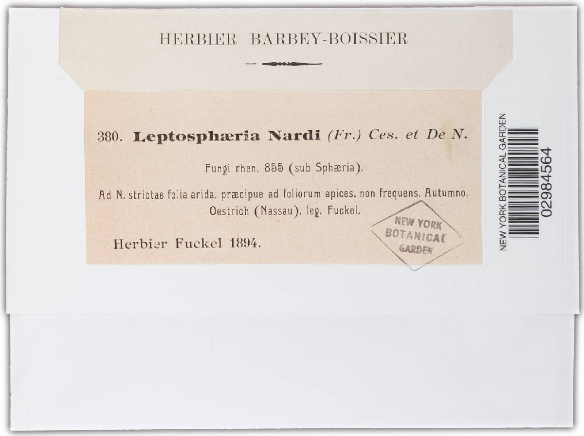 Leptosphaeria nardi image