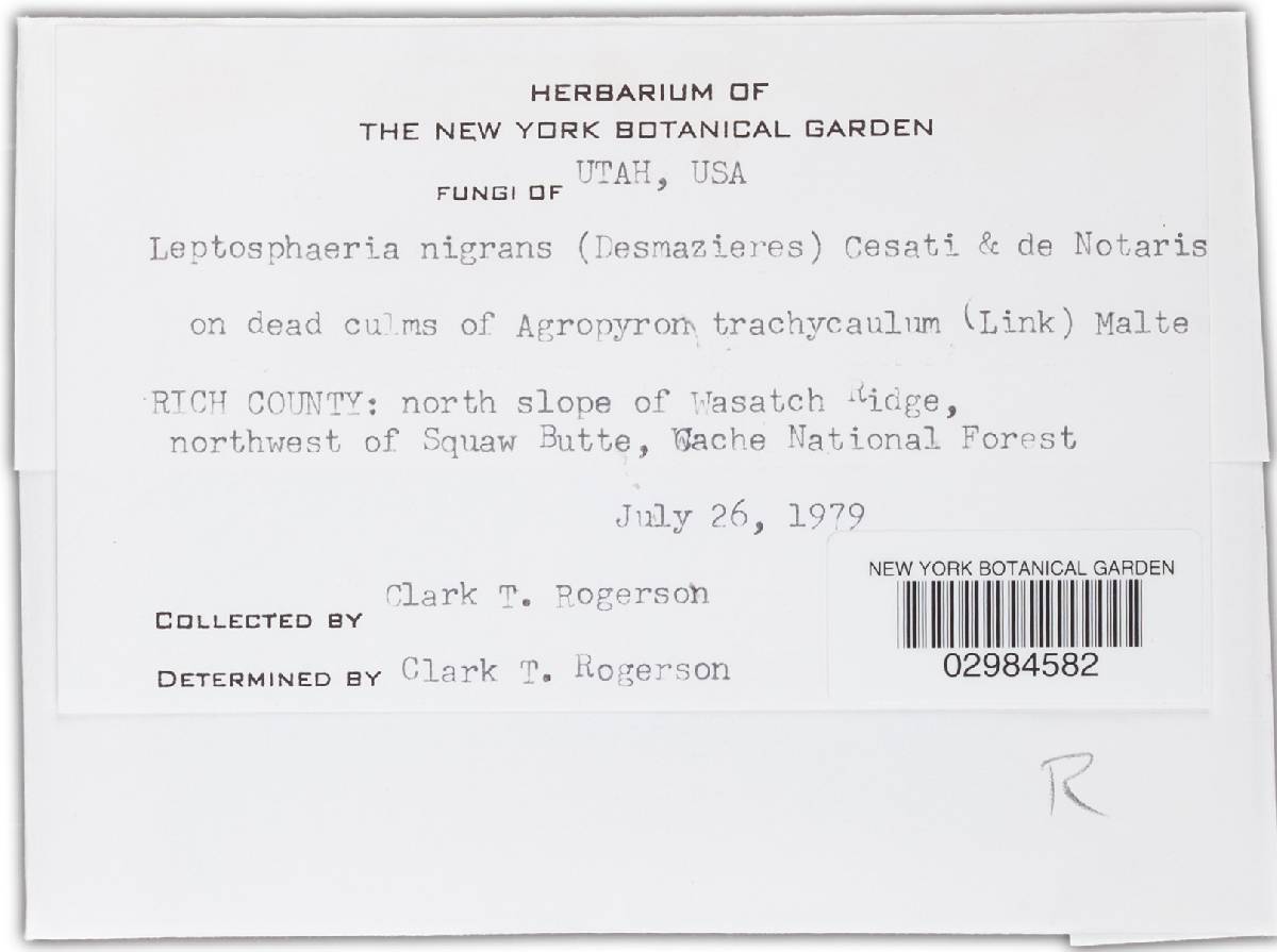 Leptosphaeria nigrans image