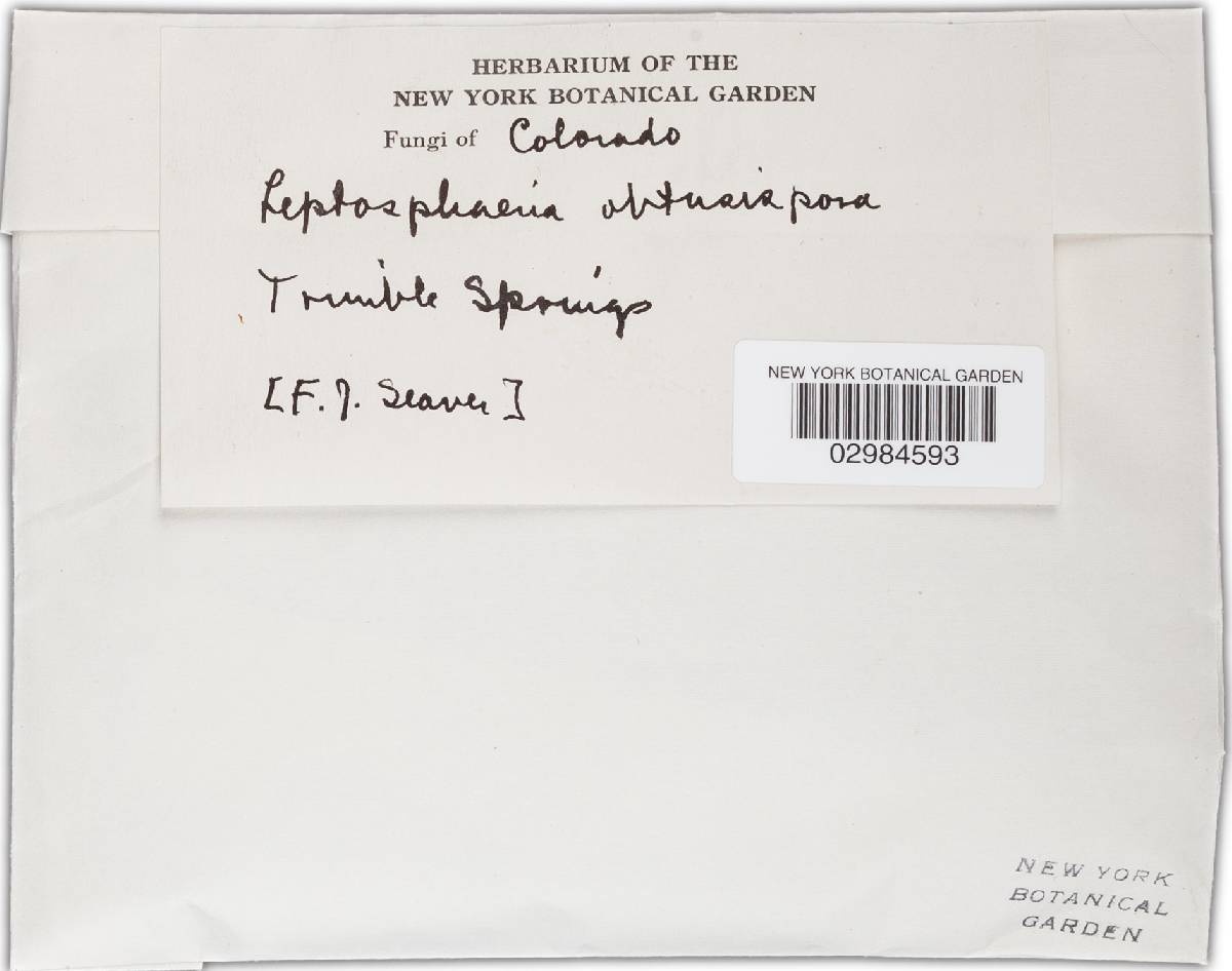 Leptosphaeria obtusispora image