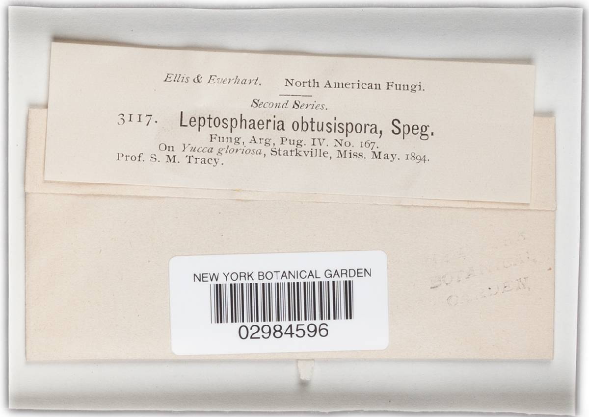Leptosphaeria obtusispora image