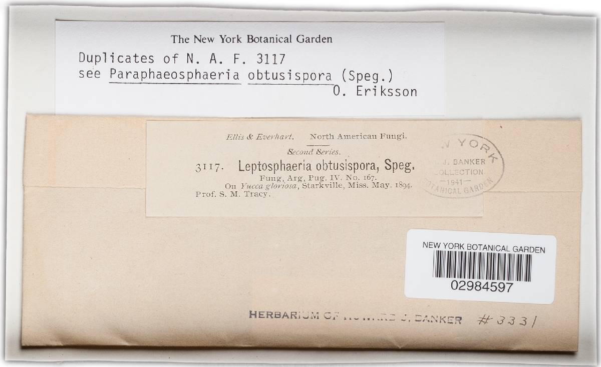 Leptosphaeria obtusispora image