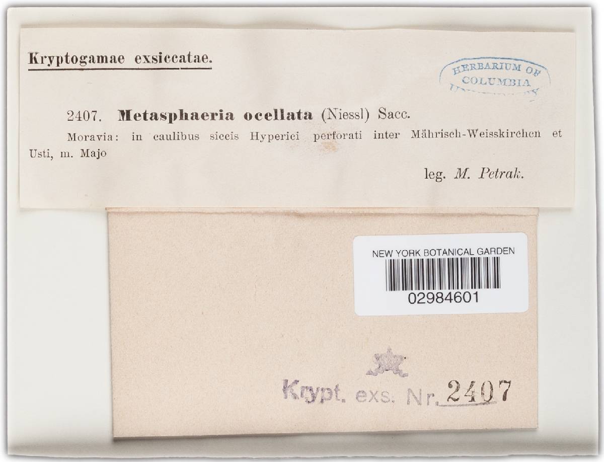 Keissleriella ocellata image