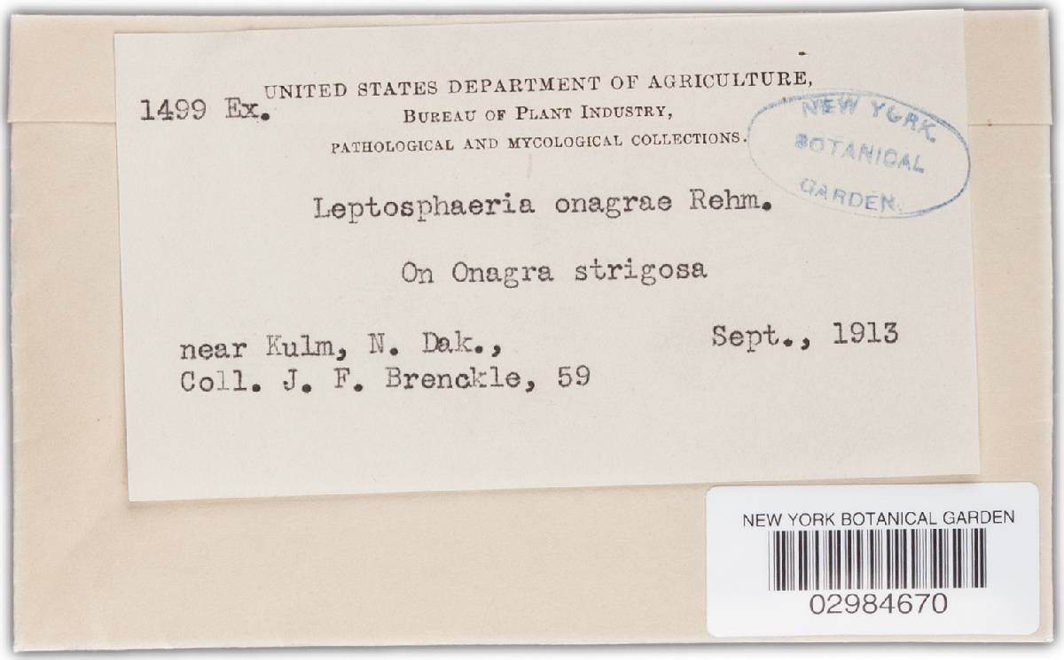 Leptosphaeria onagrae image